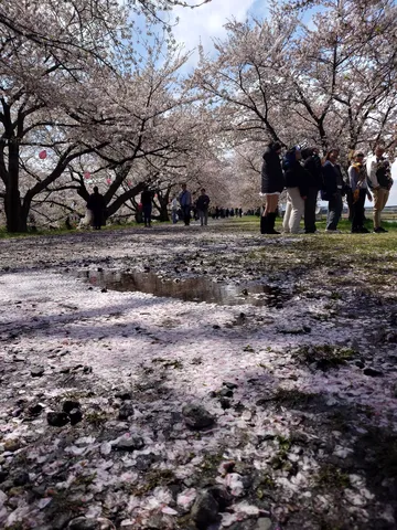 花びらが舞う桜並木