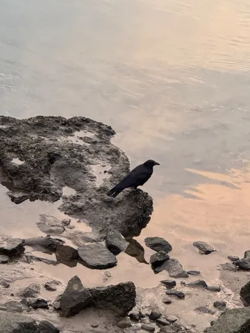 岸辺の黒い影と静かな水面