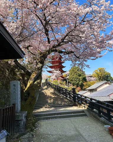 桜と五重塔、階段のコントラスト