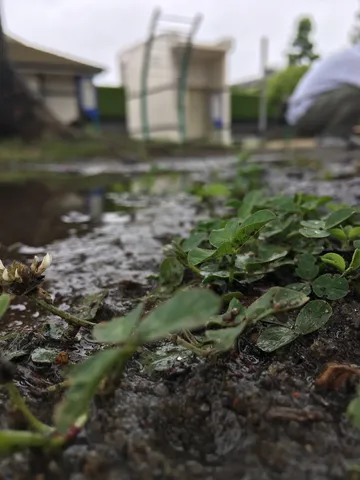 雨上がりの水たまりと緑