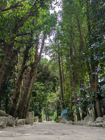 木漏れ日と小道の静けさ