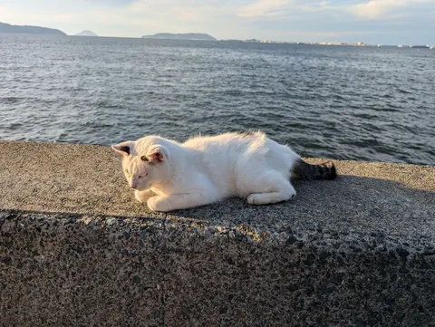 海辺でひとやすみ、しましま尻尾の白猫