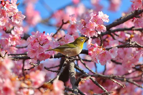 桜の間に佇む小鳥の春色