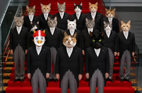 赤い動く階段の猫会議