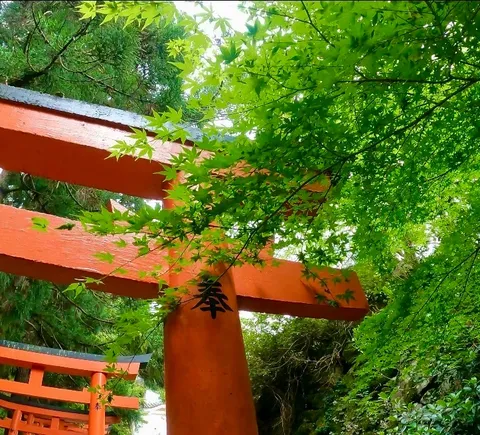 奉納の鳥居と若葉の季節