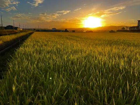 黄金色の稲穂と夕陽