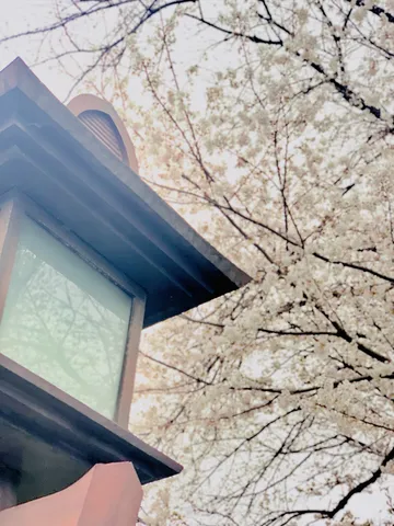 桜見上げる古風な眺め