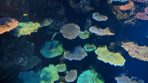 深海のサンゴ礁、生命の輝き