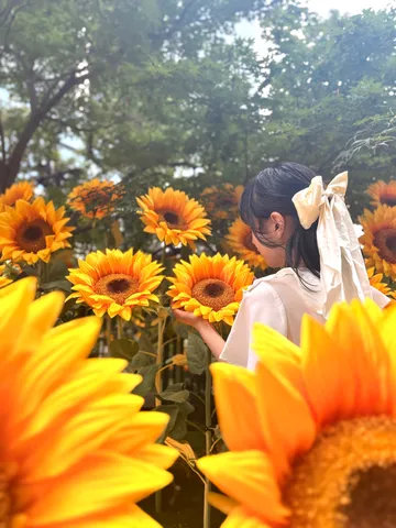 ひまわりにそっと触れる
