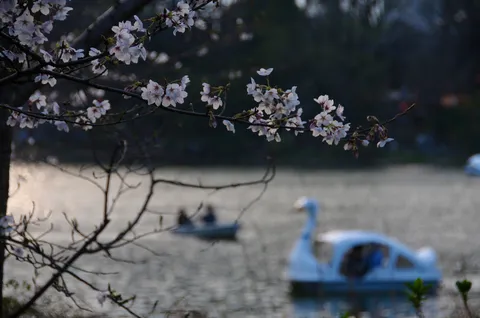 満開の桜と白鳥ボートの邂逅