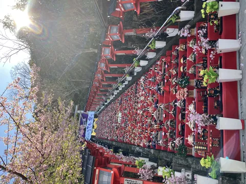桜と提灯、ひな人形の道