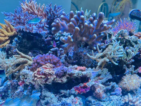 熱帯魚たちの彩り豊かなサンゴ礁