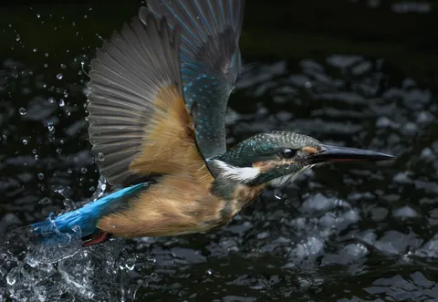 水しぶきを纏う、瞬間を捉えたカワセミ