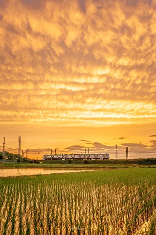 夕焼けと田んぼを走る電車