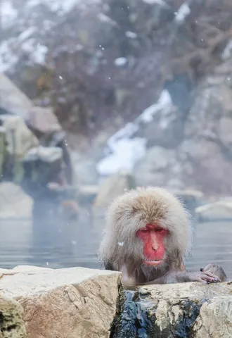 雪降る温泉、静寂の湯