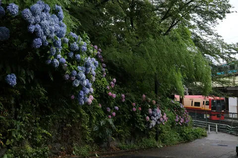 雨上がりの紫陽花と電車の旅