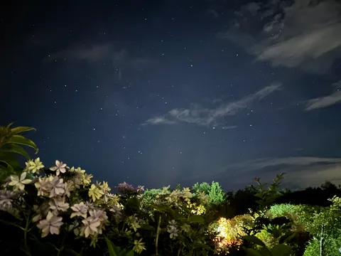 星空と花のささやき