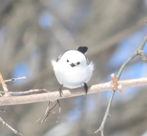 雪の妖精、丸っこい姿にキュン