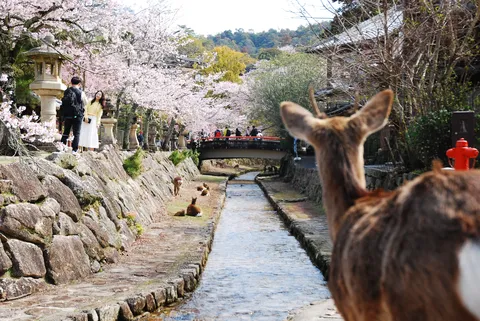 鹿が見つめる桜並木と清流