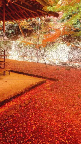 燃えるような紅葉の絨毯