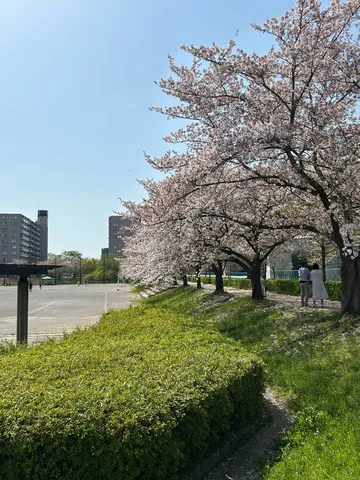 春風と桜、散歩道