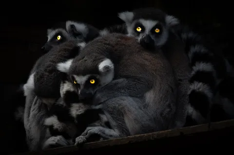 夜の眼差し、野生の神秘