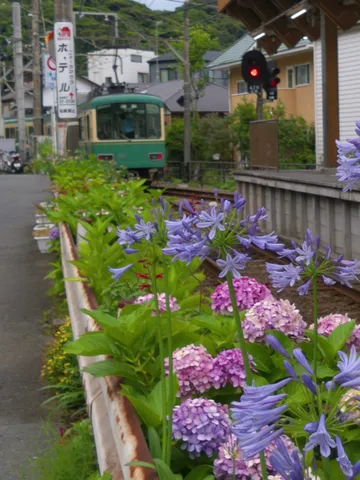 お花畑をバックに