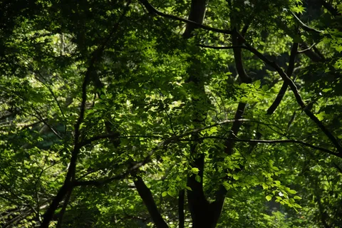 木漏れ日の幻想的な緑