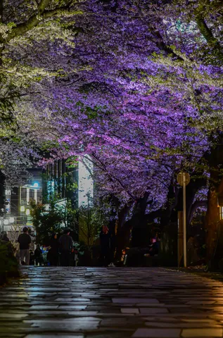 光彩を纏う夜桜