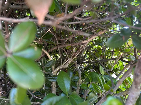 緑が重なり合う自然の美