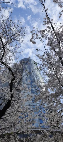 高層と花の隙間に光