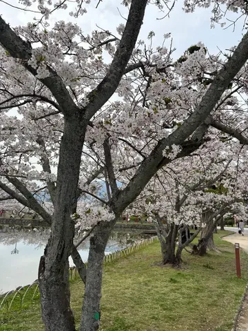 水辺に咲き誇る桜並木