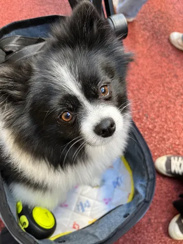 ふわふわ瞳のひととき
