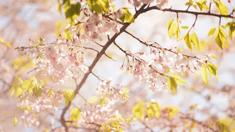 春風と桜、光の戯れ