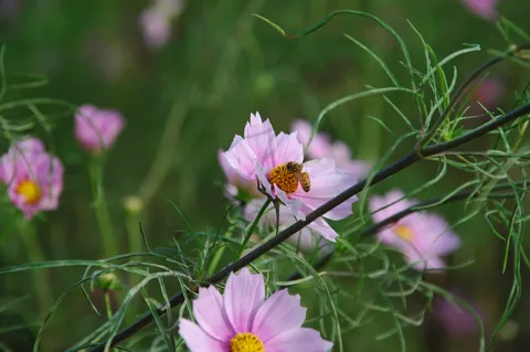 蜜を求めて