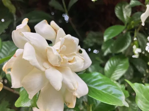 ひっそりと咲く白い花