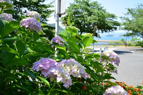 紫陽花と夏の海