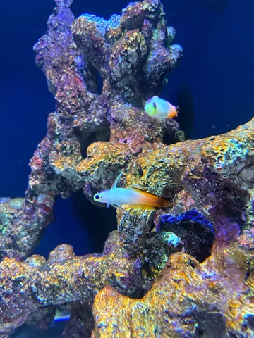 サンゴ礁に戯れる小さな命