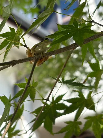 新緑の枝で睨む小蛙
