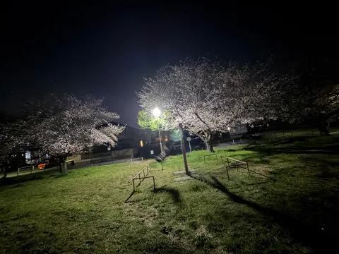 夜桜と街灯の公園