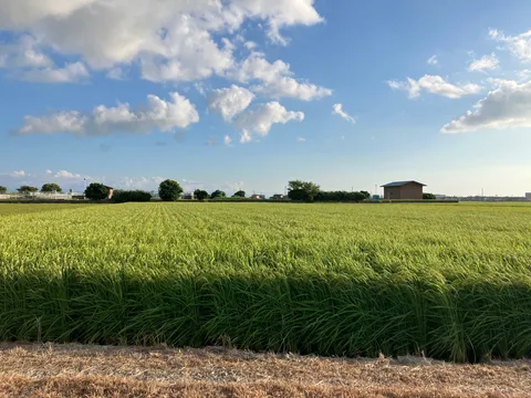 緑の絨毯と青い空のコントラスト