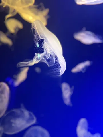 蒼い海を漂う光の生命