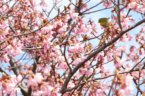 花より団子ならぬ花より小鳥