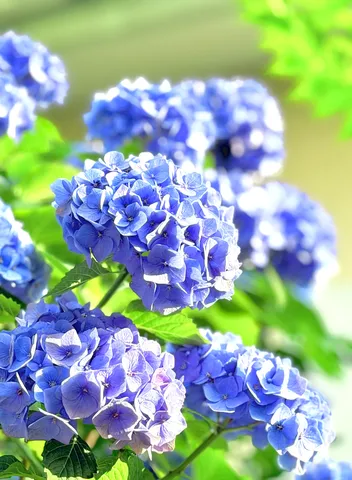 青い夢、紫陽花の雫