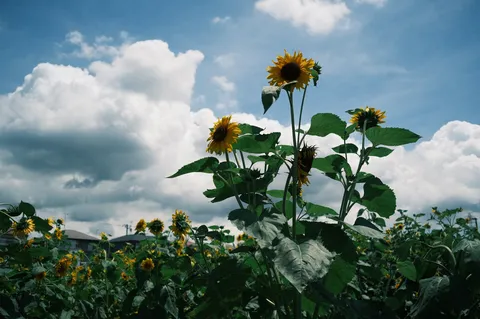 青空に咲く、夏のひまわり畑