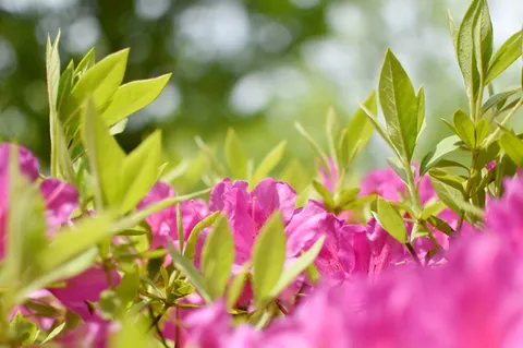 新緑の萌芽、淡いピンクの吐息