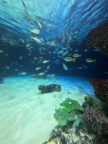 海の記憶に泳ぐ群影