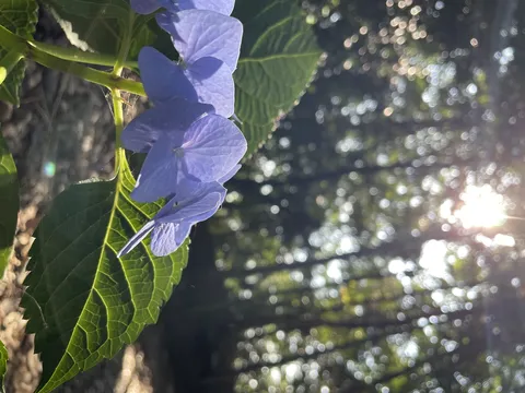 輝く光と涼やかな紫陽花