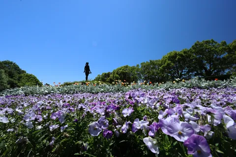 青空と花畑の余韻