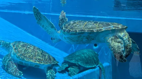 水中の優雅な時間、ウミガメとの遭遇